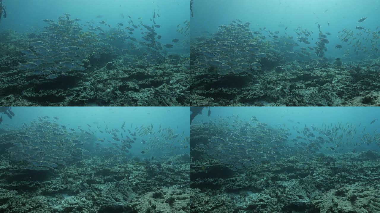 小笠原岛深海珊瑚礁的金斑鲷鱼