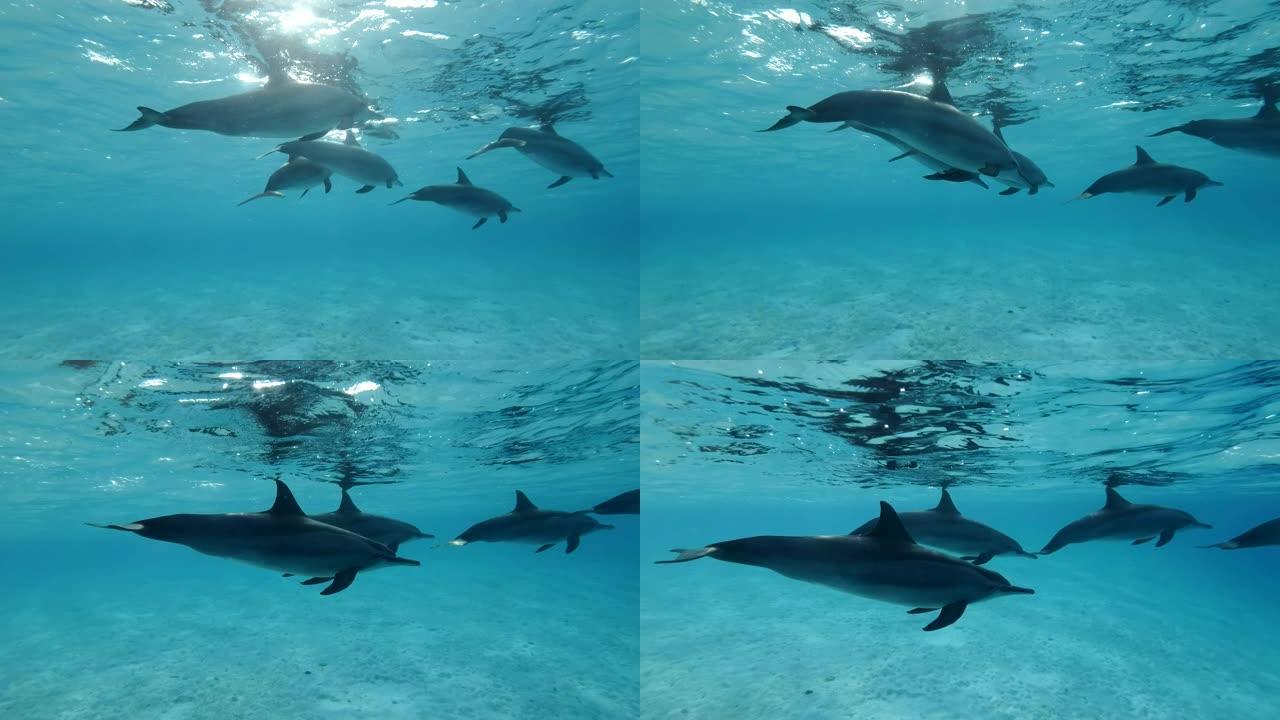 在早晨的阳光照射下，一群海豚在蓝色的水中缓慢地在水面下游泳。慢动作，特写，跟随镜头，水下镜头。非洲埃