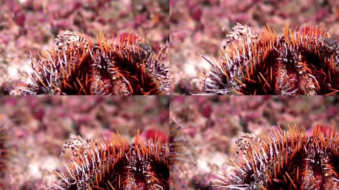 海胆 (Tripneustes visterosus) 配小斑马海胆蟹 (Zebrida adams