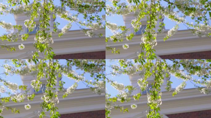 樱花-特写，那就是展示一棵郁郁葱葱盛开的樱桃树美丽的白花-在阳光明媚的日子拍摄-平移相机-浅景深