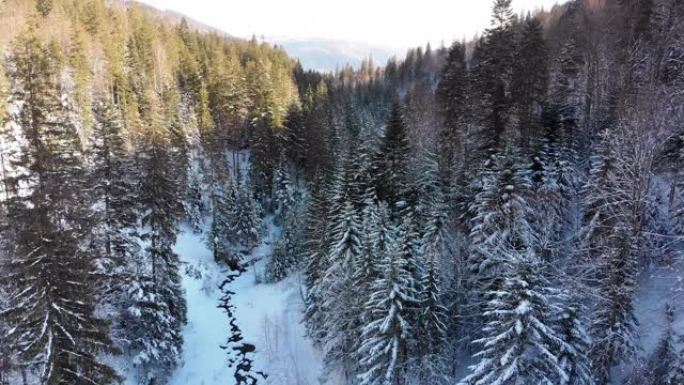 飞越雪山树顶附近的冬季针叶树喀尔巴阡山脉森林