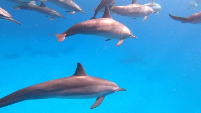 与海豚一起浮潜，4k水下镜头。海豚游泳，跳跃和玩耍。海豚经常跃过水面。