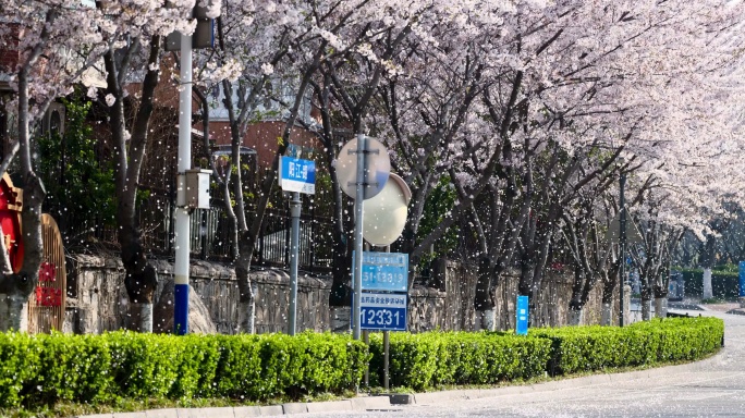 非常壮观的花瓣雨早晨开满樱花的街道花雨