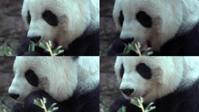 熊猫吃食物，特写。
