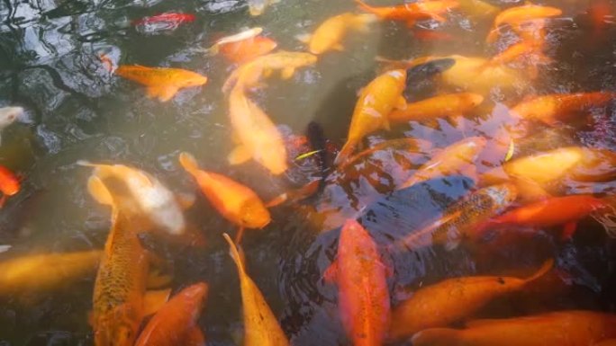 一群大锦鲤胡扯鱼在豫园池塘里游泳寻找食物的高角度视图，4k镜头，拥挤的鱼。