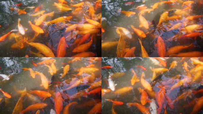一群大锦鲤胡扯鱼在豫园池塘里游泳寻找食物的高角度视图，4k镜头，拥挤的鱼。