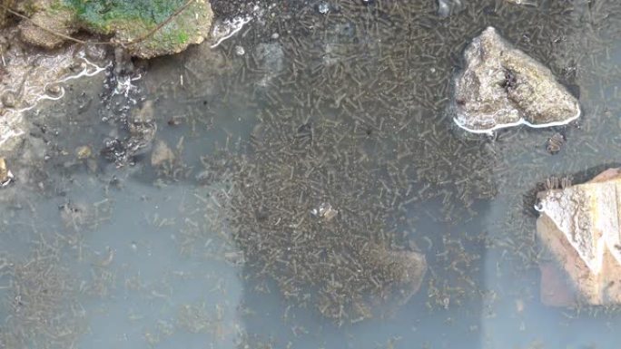 水中的蚊子幼虫跳虫环境差水质恶劣