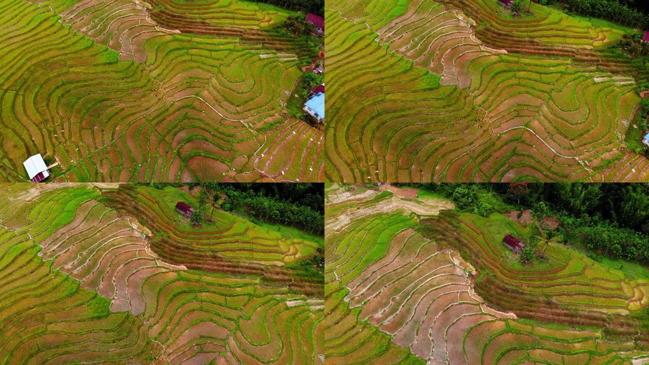 马来西亚沙巴州坦布南稻田的俯视图，有一架无人机，在美丽的白天稻田里的梯田上方。4k镜头。