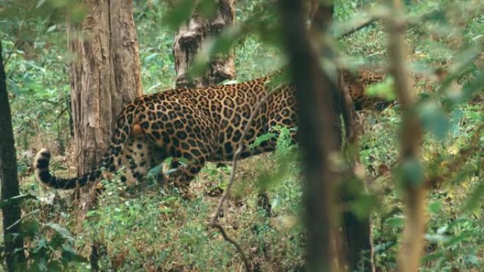 豹子在印度森林保护区的自然栖息地中休息