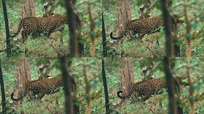 豹子在印度森林保护区的自然栖息地中休息