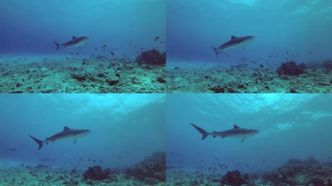 虎鲨在蓝色水中游过礁石