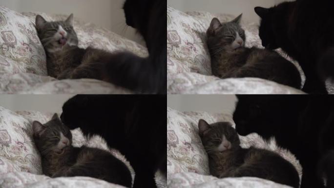 两只家猫 -- 虎斑猫和黑猫躺在床上互相舔。两只友好的猫互相清洗毛皮。