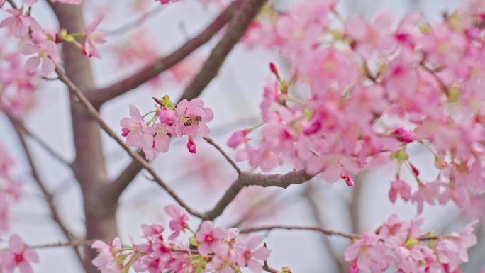 春天植物桃花盛开蜜蜂采蜜粉色植物春暖花开