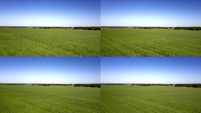 宽阔的绿色田野和遥远的树木对抗晴朗的蓝天