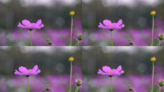 宇宙花紫色小花朵野外花海浪漫唯美