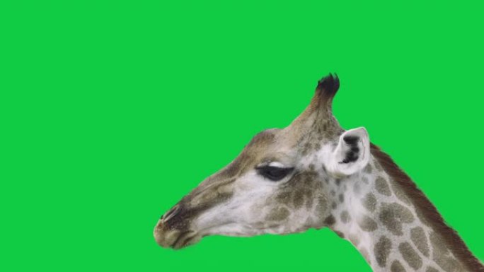 长颈鹿咀嚼和吃绿色植物，在绿色屏幕上关闭