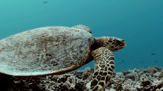 美丽的海龟在太平洋游泳。水下海洋生物与美丽的海龟在海中特写。珊瑚礁附近的热带爬行动物。在清澈的水中潜