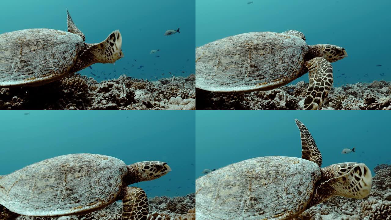 美丽的海龟在太平洋游泳。水下海洋生物与美丽的海龟在海中特写。珊瑚礁附近的热带爬行动物。在清澈的水中潜