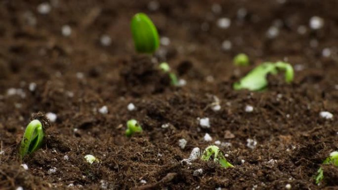 植物生长时间流逝，春芽在温室中发芽，农业