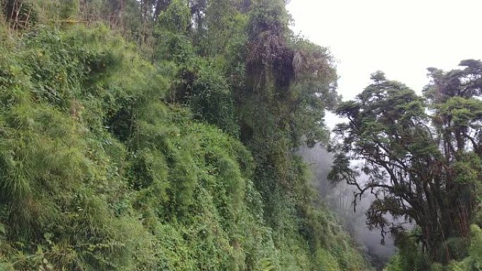 密集的高架植物和树木生长在哥斯达黎加的陡峭悬崖上