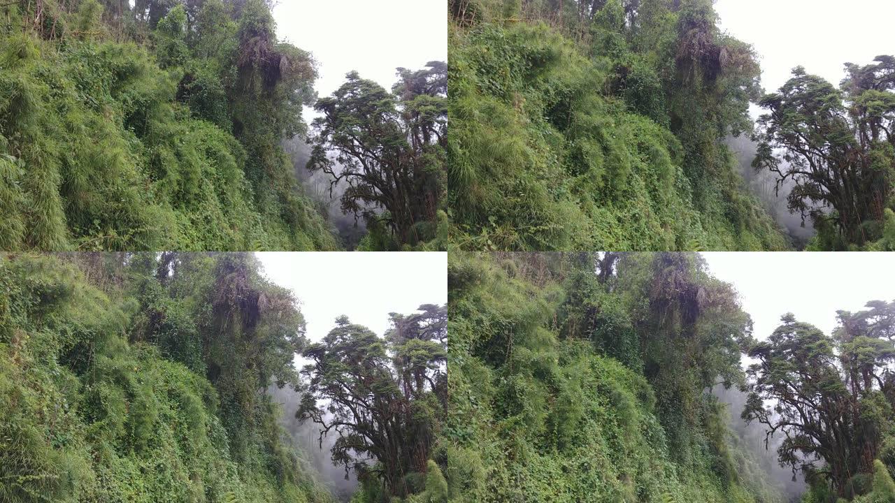 密集的高架植物和树木生长在哥斯达黎加的陡峭悬崖上