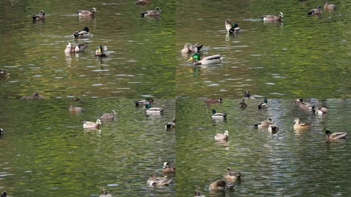 鸭子在池塘里游泳湖面水面鸟群