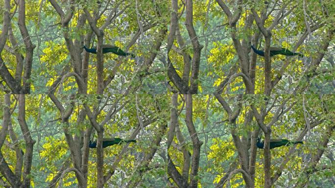 孔雀站在树上野生动物动物保护稀有动物