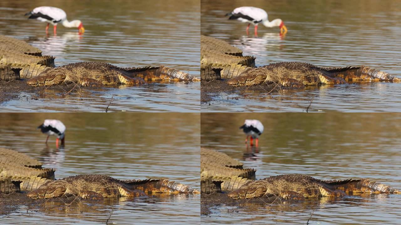 克鲁格国家公园尼罗河鳄鱼与觅食的黄嘴鹳一起晒太阳