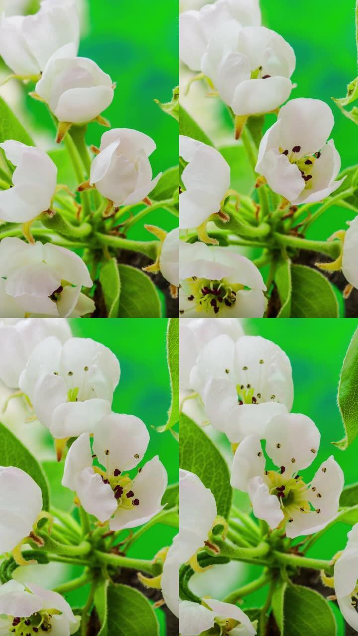 4k垂直延时的梨花盛开并在绿色背景上生长。盛开的梨花。9:16比例的垂直时间流逝手机和社交媒体准备就