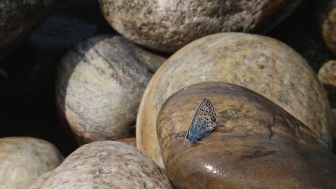 小Plebejus Argus蝴蝶坐在湿石头上
