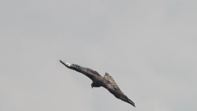 Black kite (Milvus migrans) - Khingan Reserve
