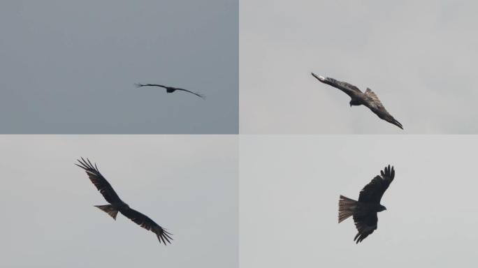 Black kite (Milvus migrans) - Khingan Reserve