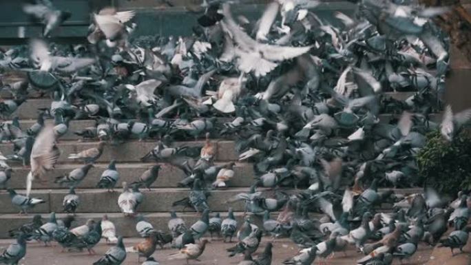 城市街道台阶上的许多鸽子以慢动作吃食物