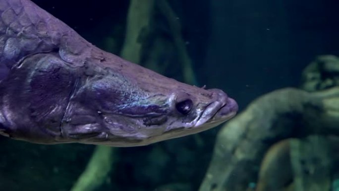 Arapaima，一种在亚马逊流域发现的巨型淡水鱼