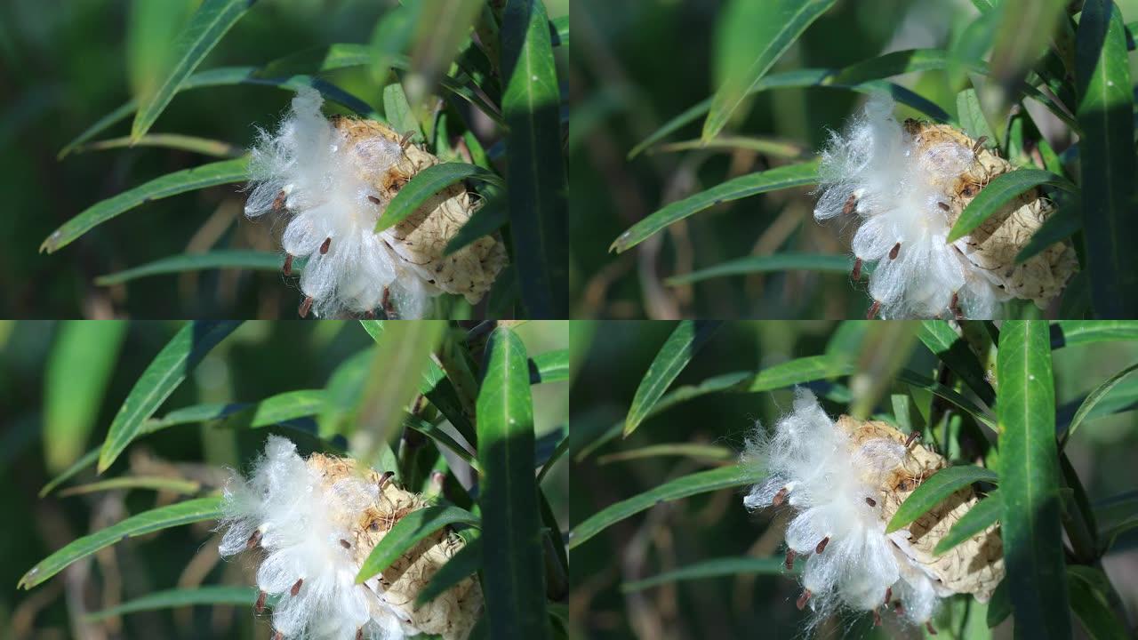 从种子荚中爆发的马利筋植物种子