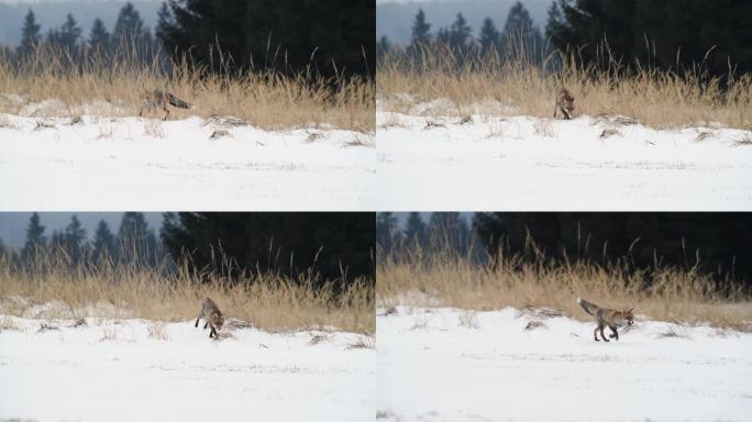 可爱的年轻红狐狸 (Vulpes Vulpes) 在日出时被雪覆盖的草地上奔跑