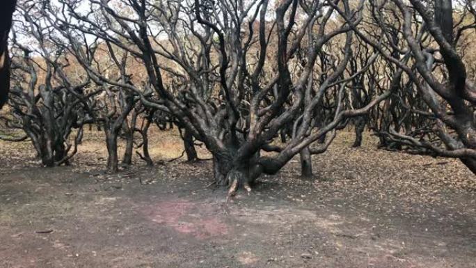 新南威尔士州2019丛林大火后烧毁的茶树森林