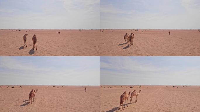 美丽的骆驼在沙漠中行走