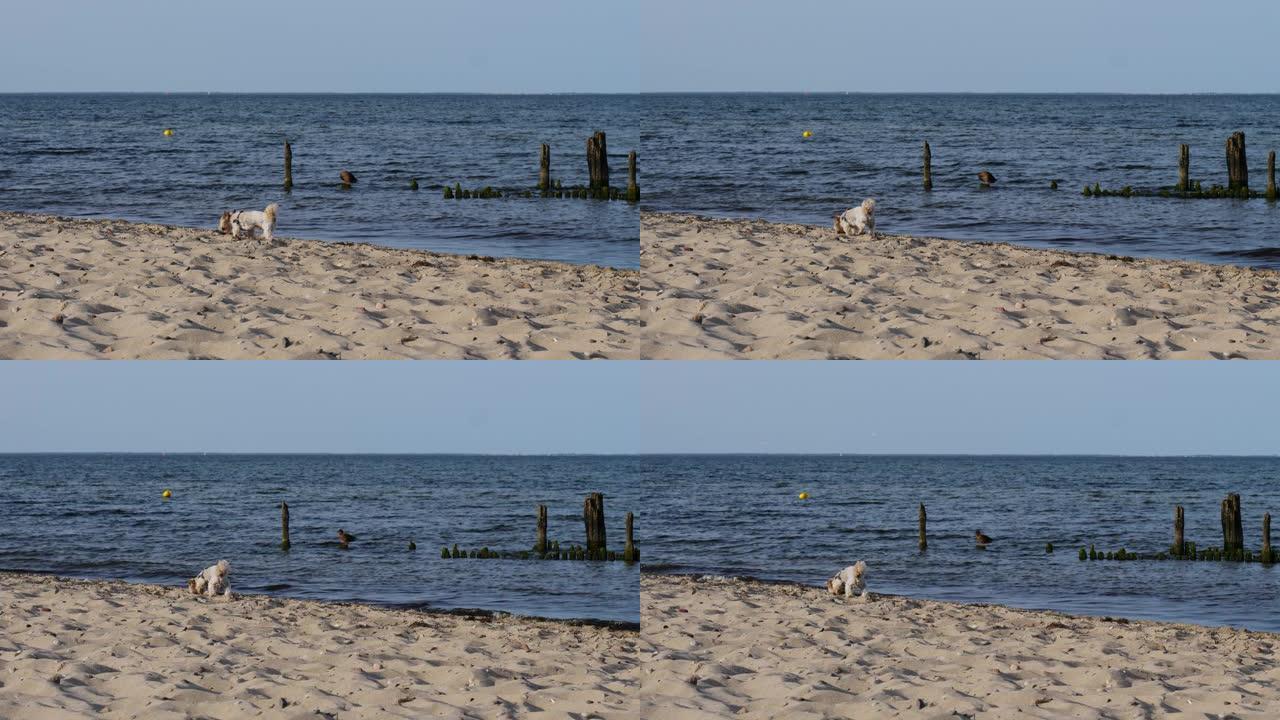 小狗在海滩海边散步