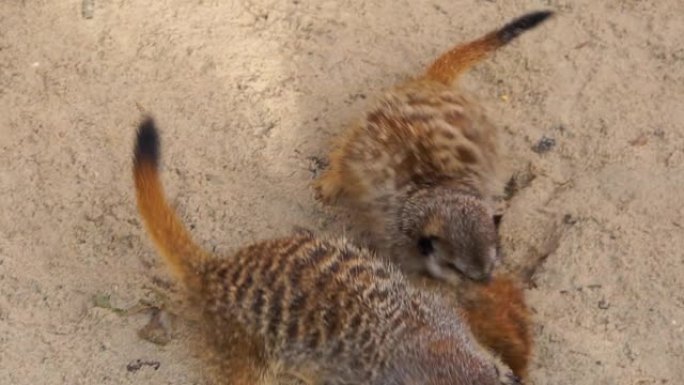 一群猫鼬以嬉戏的方式互相战斗的特写镜头，动物行为，来自非洲的热带物种