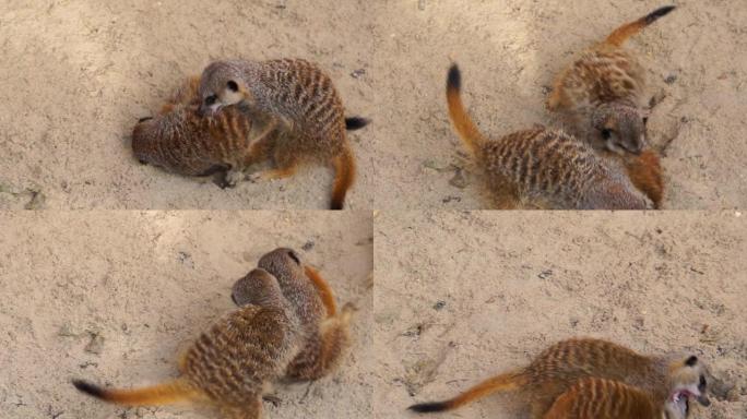 一群猫鼬以嬉戏的方式互相战斗的特写镜头，动物行为，来自非洲的热带物种