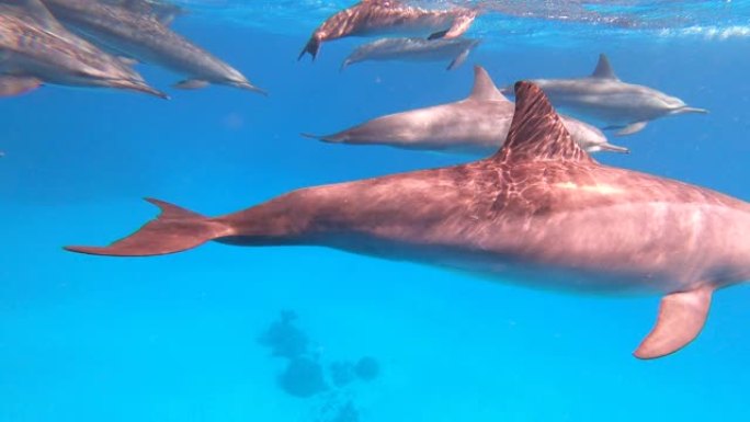 与海豚一起浮潜，4k水下镜头。海豚游泳，跳跃和玩耍。海豚经常跃过水面。
