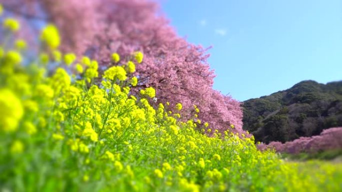 下加莫河岸上有卡诺拉花的河津樱花树