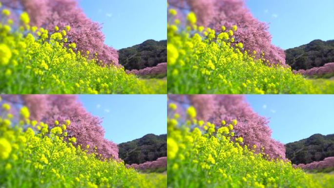 下加莫河岸上有卡诺拉花的河津樱花树