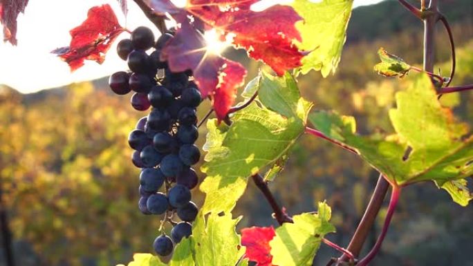 一缕阳光穿过一束成熟的葡萄
