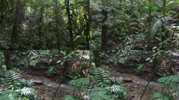 相机向下倾斜拍摄丛林中的高树，在水流上完成