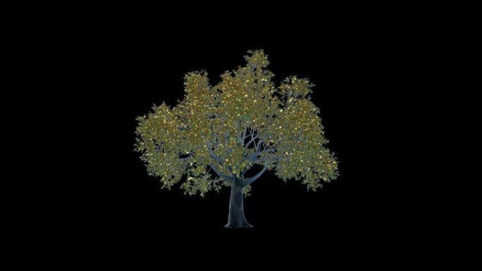 梅子玻璃树，金叶延时生长，对抗黑色