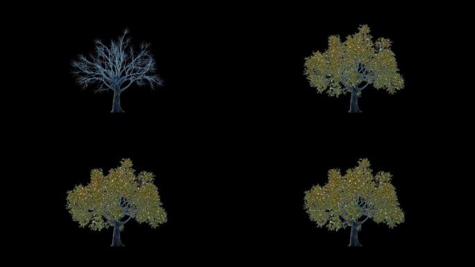 梅子玻璃树，金叶延时生长，对抗黑色