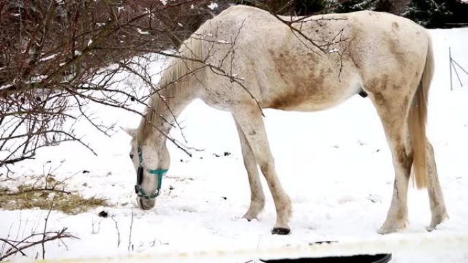 浅棕色的马嗅着灌木丛和树叶附近的雪