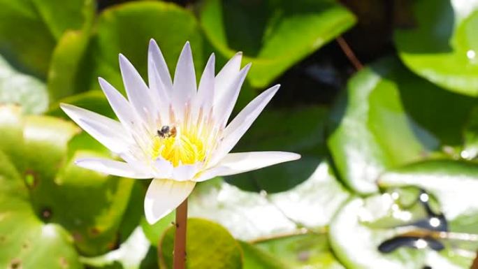 一只蜜蜂在池塘里绕着莲花花粉花飞翔。封闭的蜜蜂从白色紫色的百合花荷花中愉快地吮吸花蜜花粉。
